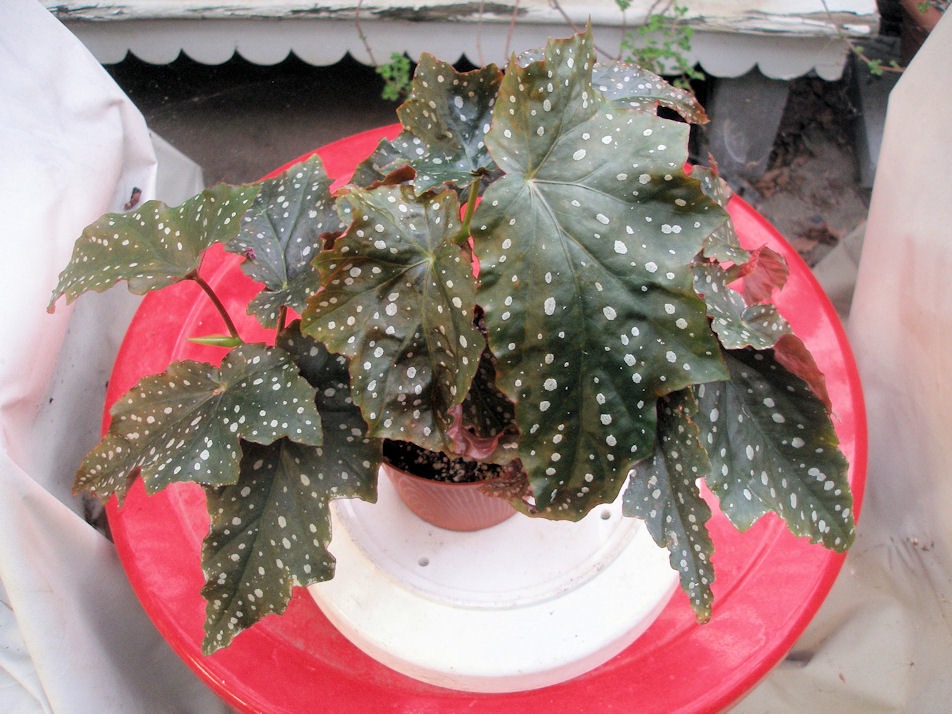 B. ‘Dragon Delight’